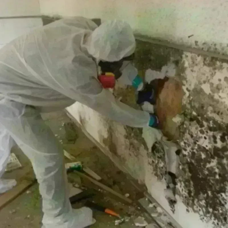 Mold Remediation and Removal in Redlands, CA